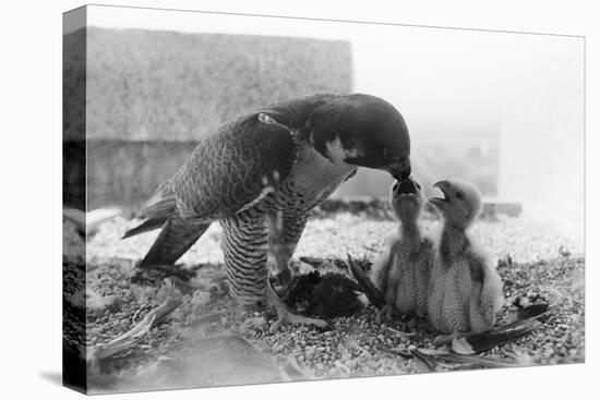 Peregrine Falcon Feeding Her Chicks-null-Premier Image Canvas