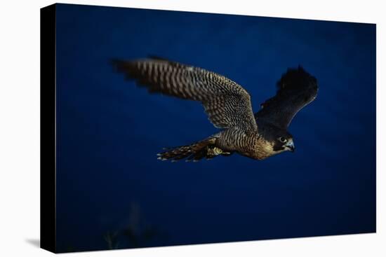 Peregrine Falcon Flying over a Lake-W^ Perry Conway-Premier Image Canvas