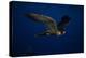 Peregrine Falcon Flying over a Lake-W^ Perry Conway-Premier Image Canvas