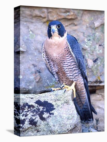 Peregrine Falcon in Flight, Native to USA-David Northcott-Premier Image Canvas