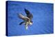 Peregrine Falcon In Flight-outdoorsman-Premier Image Canvas