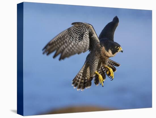 Peregrine Falcon in Flight-W^ Perry Conway-Premier Image Canvas