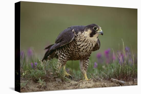 Peregrine Falcon in Grass-DLILLC-Premier Image Canvas