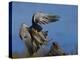Peregrine Falcon Landing-W^ Perry Conway-Premier Image Canvas
