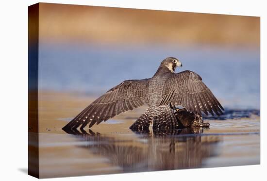 Peregrine Falcon standing over prey, North America-Tim Fitzharris-Stretched Canvas