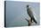 Peregrine Falcon with Rainbow Behind-null-Premier Image Canvas