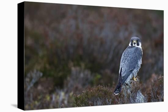 Peregrine Falcon-null-Premier Image Canvas