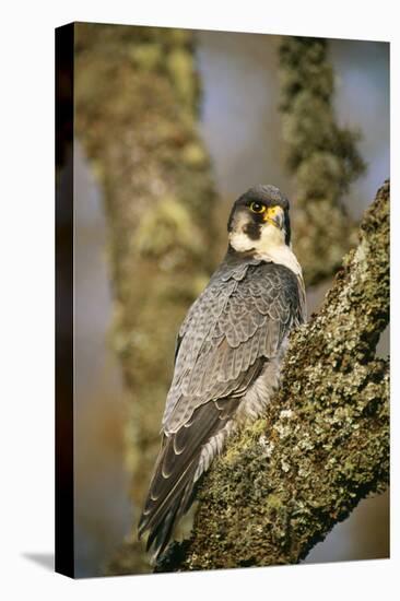 Peregrine Falcon-null-Premier Image Canvas