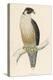 Peregrine Falcon-Reverend Francis O. Morris-Premier Image Canvas