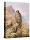 Peregrine Falcon-Carl Donner-Premier Image Canvas