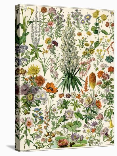 Perennial Garden Flowers, Aster, Daisy, Bleeding Heart, Geranium, Primrose, Phlox-null-Premier Image Canvas