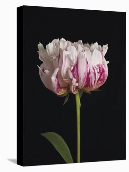 Perfect Peony-Assaf Frank-Stretched Canvas