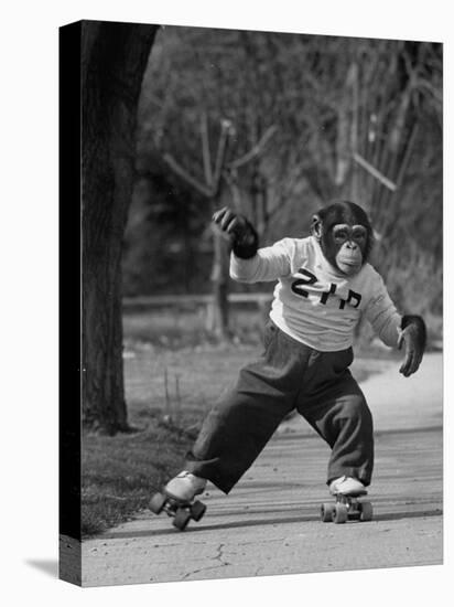 Performing Chimpanzee Zippy Riding on Skates-null-Premier Image Canvas