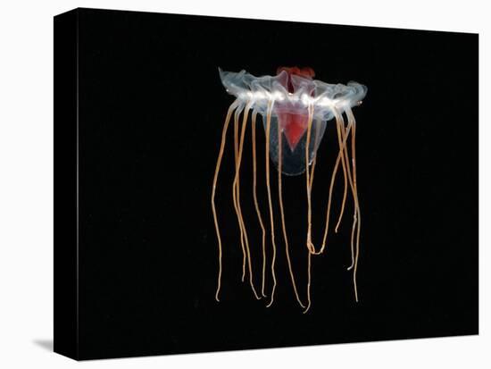 (Periphylla Sp) Juvenile, Jellyfish, Deep Sea Atlantic Ocean-David Shale-Premier Image Canvas