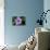 Periwinkle-Charles Bowman-Premier Image Canvas displayed on a wall