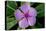 Periwinkle-Charles Bowman-Premier Image Canvas