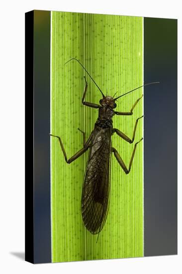 Perla Maxima (Stonefly)-Paul Starosta-Premier Image Canvas