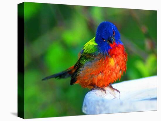 Perplexed Painted Bunting (Male) Bird, Immokalee, Florida, USA-Bernard Friel-Premier Image Canvas