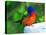 Perplexed Painted Bunting (Male) Bird, Immokalee, Florida, USA-Bernard Friel-Premier Image Canvas