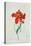 Perroquet Rouge, A Botanical Illustration-Georg Dionysius Ehret-Premier Image Canvas