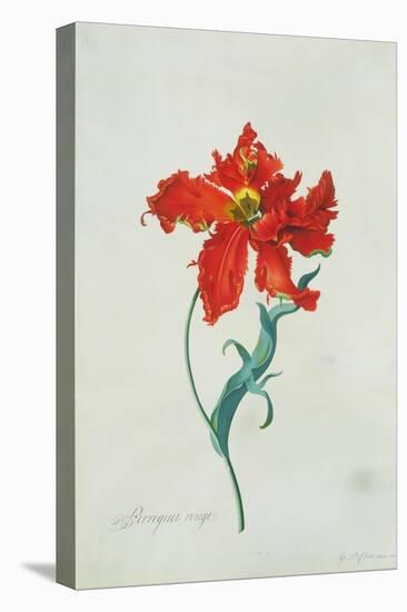 Perroquet Rouge, A Botanical Illustration-Georg Dionysius Ehret-Premier Image Canvas