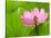 Perry's Water Garden, Lotus Bloom and Leaves, Franklin, North Carolina, USA-Joanne Wells-Premier Image Canvas