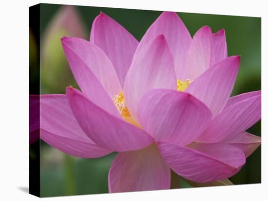 Perry's Water Garden, Lotus Blossom, Franklin, North Carolina, USA-Joanne Wells-Premier Image Canvas