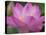 Perry's Water Garden, Lotus Blossom, Franklin, North Carolina, USA-Joanne Wells-Premier Image Canvas