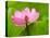 Perry's Water Garden, Lotus Blossom, Franklin, North Carolina, USA-Joanne Wells-Premier Image Canvas