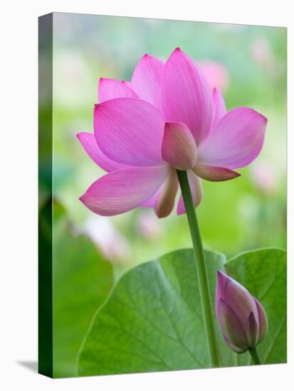 Perry's Water Garden, Lotus Blossom, Franklin, North Carolina, USA-Joanne Wells-Premier Image Canvas