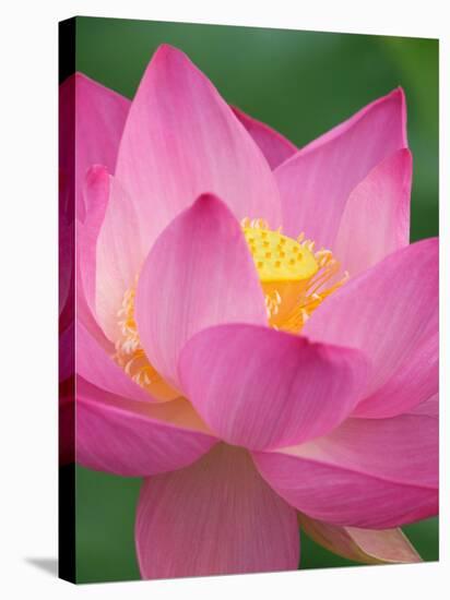 Perry's Water Garden, Lotus Blossom, Franklin, North Carolina, USA-Joanne Wells-Premier Image Canvas