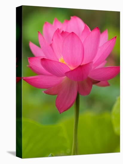 Perry's Water Garden, Lotus Blossom, Franklin, North Carolina, USA-Joanne Wells-Premier Image Canvas