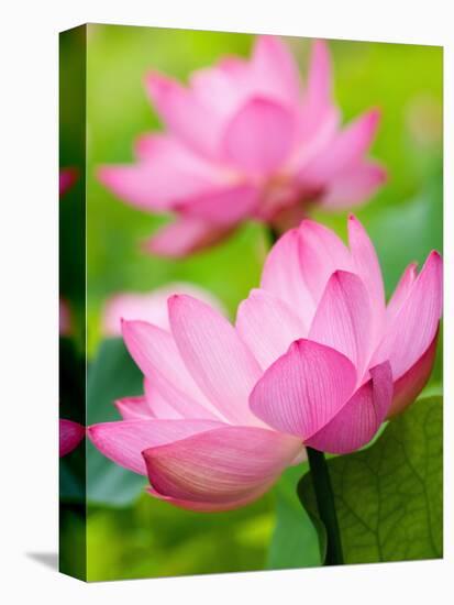 Perry's Water Garden, Lotus Blossom, Franklin, North Carolina, USA-Joanne Wells-Premier Image Canvas