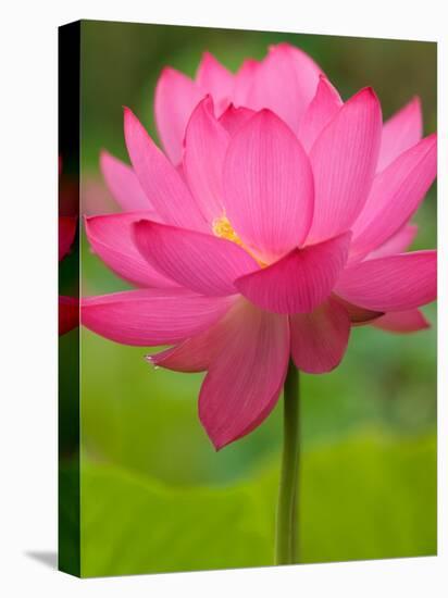 Perry's Water Garden, Lotus Flower, Franklin, North Carolina, USA-Joanne Wells-Premier Image Canvas