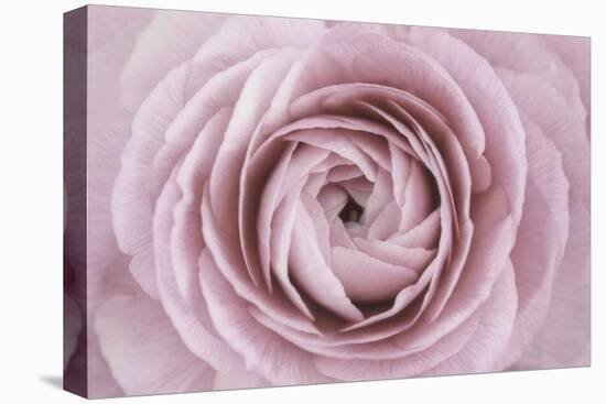 Persian Buttercup-Cora Niele-Premier Image Canvas