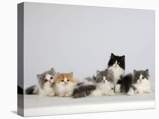 Persian Cat, Five Kittens, Silver-And-White, Black-And-White and Ginger-And-White Sitting in Line-Petra Wegner-Premier Image Canvas