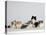 Persian Cat, Five Kittens, Silver-And-White, Black-And-White and Ginger-And-White Sitting in Line-Petra Wegner-Premier Image Canvas