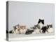 Persian Cat, Five Kittens, Silver-And-White, Black-And-White and Ginger-And-White Sitting in Line-Petra Wegner-Premier Image Canvas