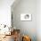 Persian Cat-Fabio Petroni-Premier Image Canvas displayed on a wall