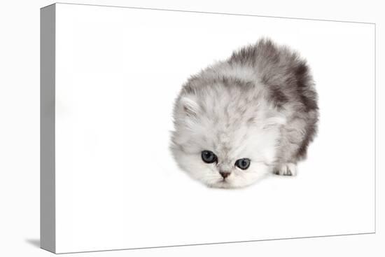 Persian Cat-Fabio Petroni-Premier Image Canvas