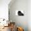 Persian Cat-Fabio Petroni-Premier Image Canvas displayed on a wall
