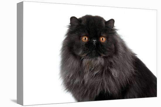 Persian Cat-Fabio Petroni-Premier Image Canvas