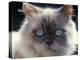 Persian Cream Cat, Close Up of Face and Blue Eyes-Adriano Bacchella-Premier Image Canvas