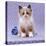 Persian Cross Kitten, Sitting-Jane Burton-Premier Image Canvas