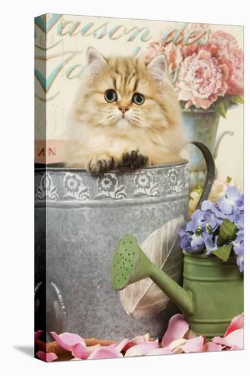 Persian Kitten in Flowerpot-null-Premier Image Canvas