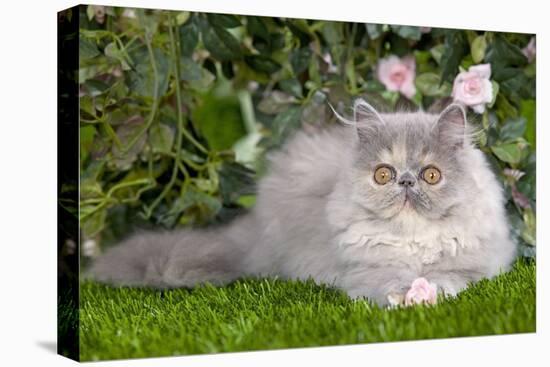 Persian Kitten in Garden Amongst Flowers-null-Premier Image Canvas