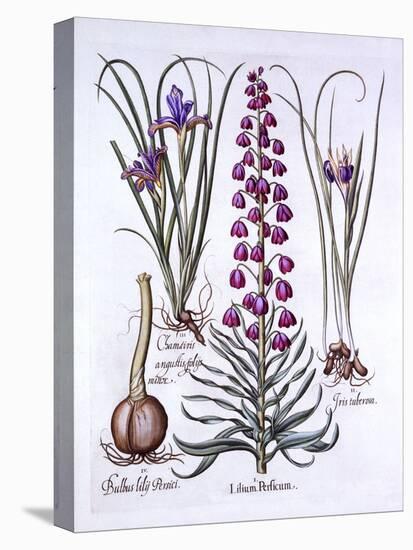 Persian Lily and Irises, from 'Hortus Eystettensis', by Basil Besler (1561-1629), Pub. 1613 (Hand C-German School-Premier Image Canvas