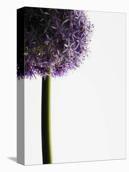 Persian onions-null-Premier Image Canvas