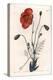 Persian Poppy Variete - Engraved by S.Watts, from an Illustration by Sarah Anne Drake (1803-1857),-Sydenham Teast Edwards-Premier Image Canvas