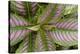 Persian Shield Leaves, Ann Arbor, Michigan '13-Monte Nagler-Premier Image Canvas